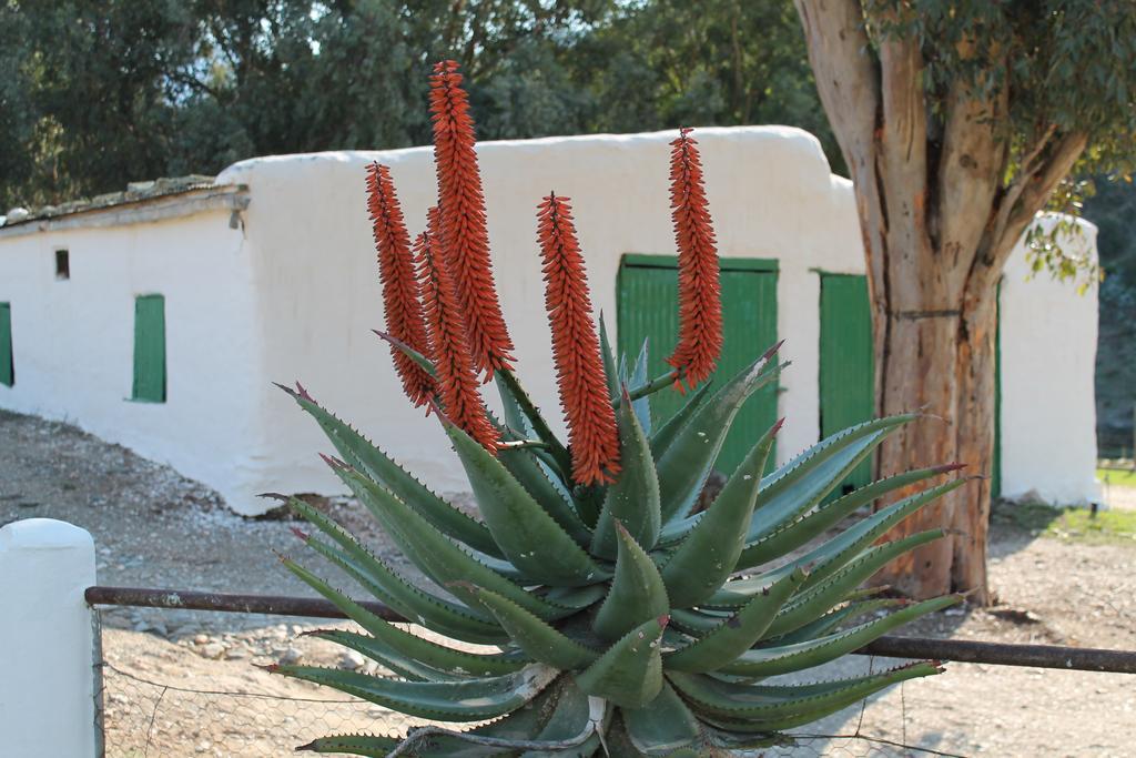 Matjiesvlei Guestfarm Villa Calitzdorp Exterior photo